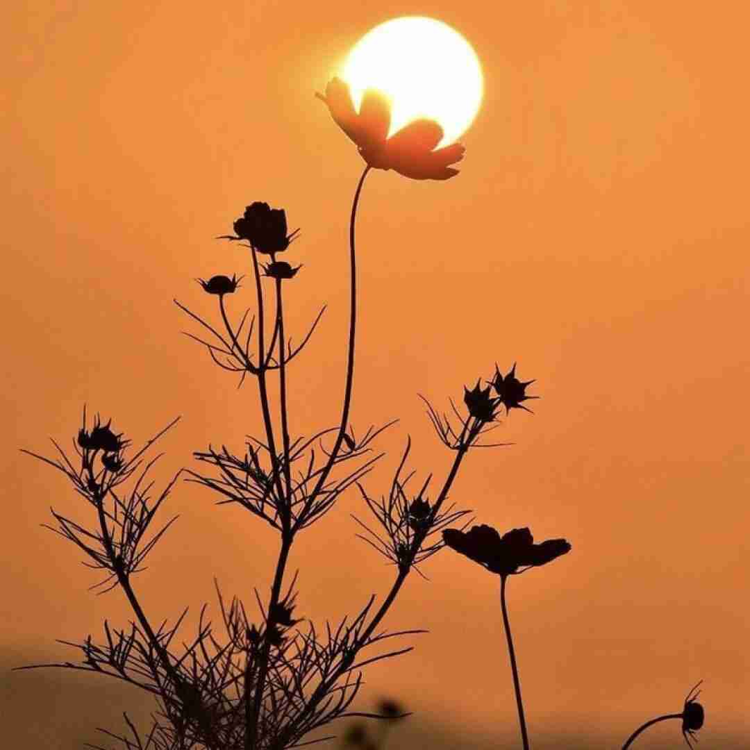 دانلود آهنگ عربی گرگیعان برای جشن گرگیعان