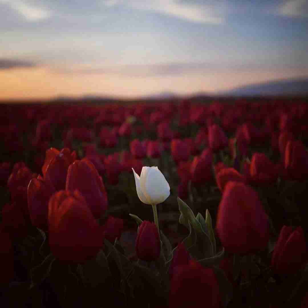 دانلود آهنگ هر کی بد ما رو میخواد بده بره 