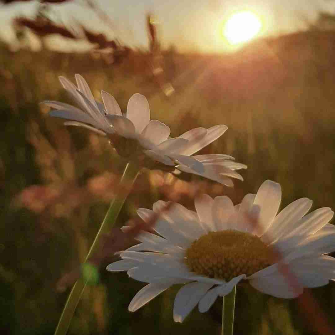 دانلود آهنگ شکر تو نیستم - ترند اینستاگرام
