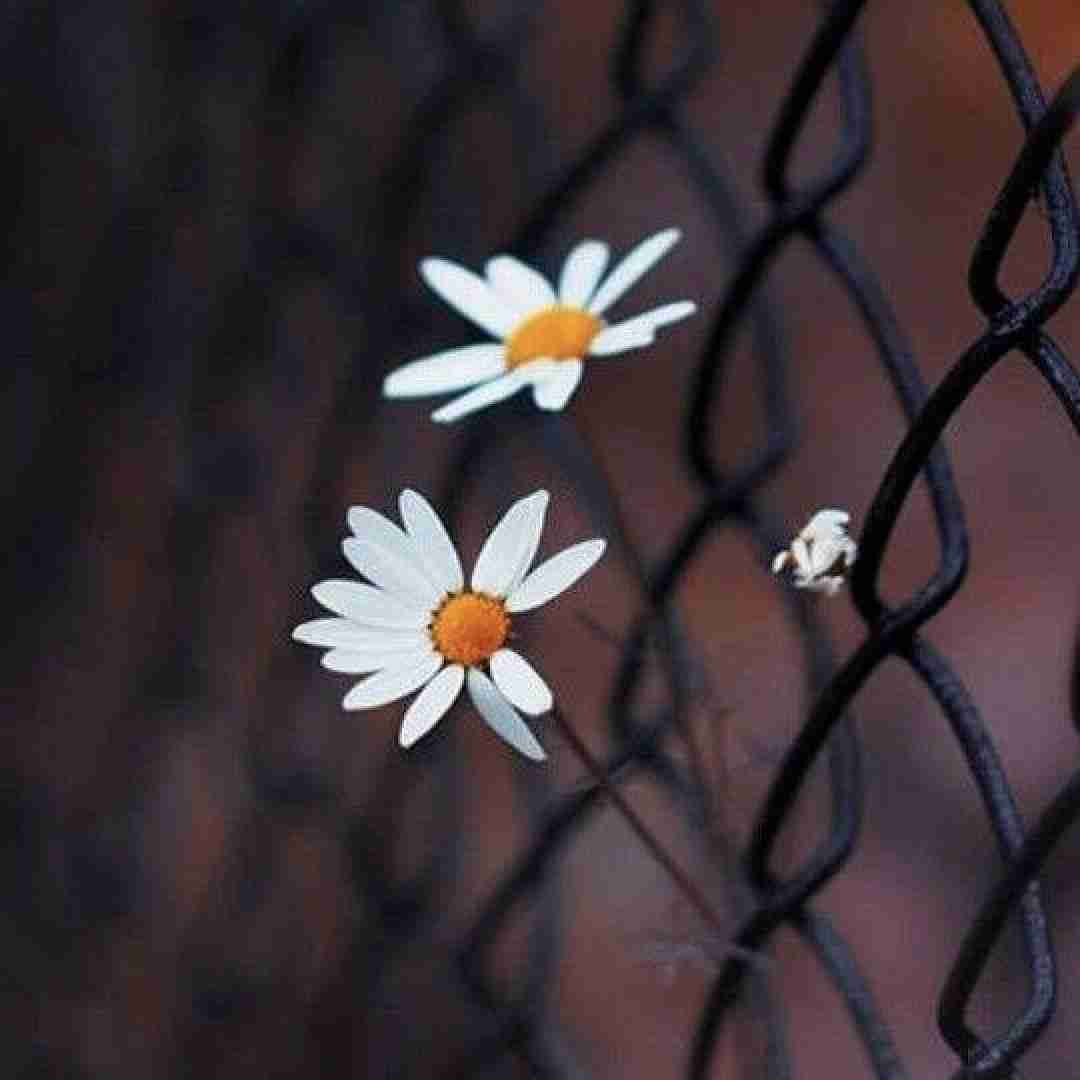 دانلود آهنگ تو هنوز دختر کوچولویی و منم سالیوانت 