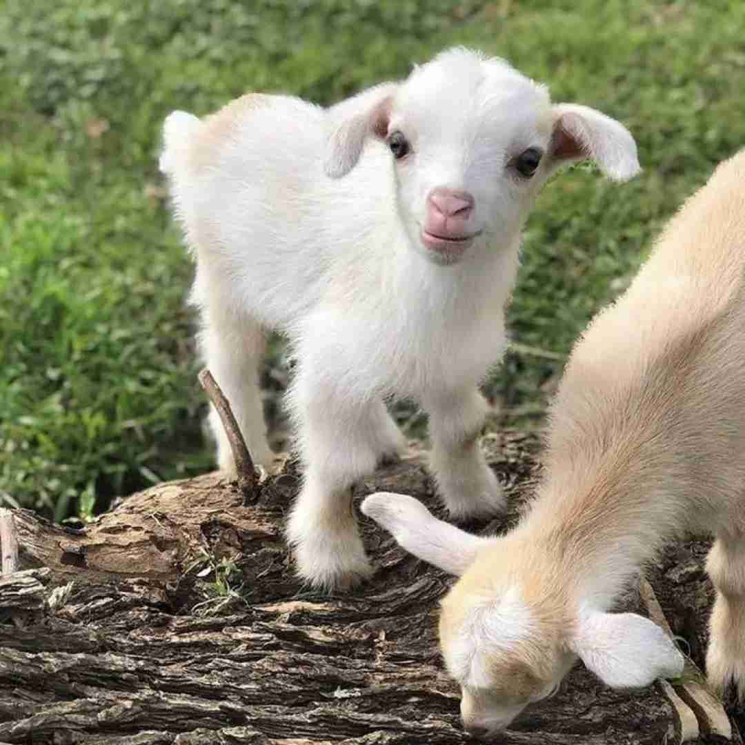 دانلود آهنگ ببعی تو بازیگوشی مثه منی باهوشی - کودکانه 