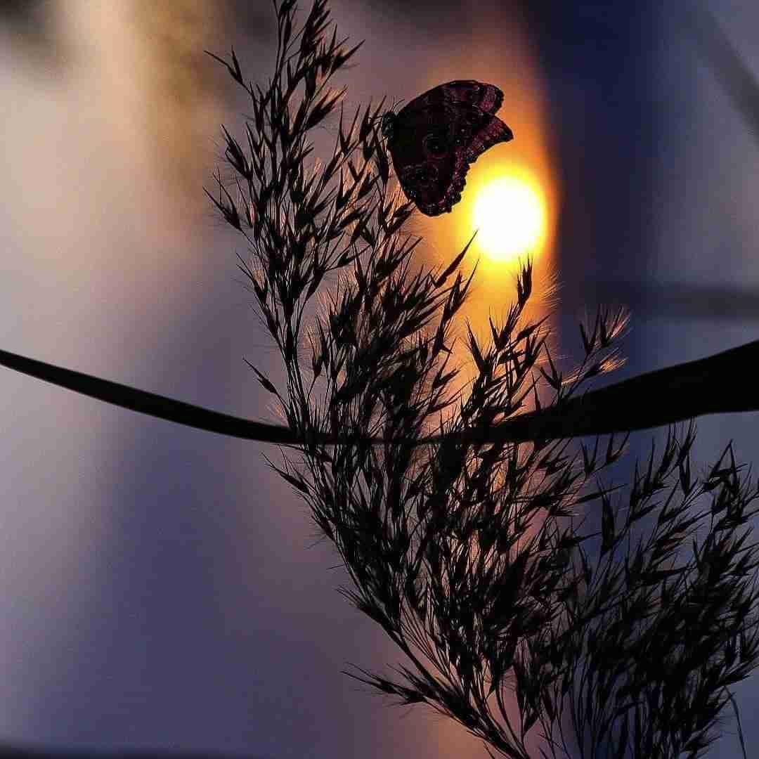 دانلود آهنگ وفا اصلا مجور وفادار اصلا د نی از دیارا - میکس رپی 