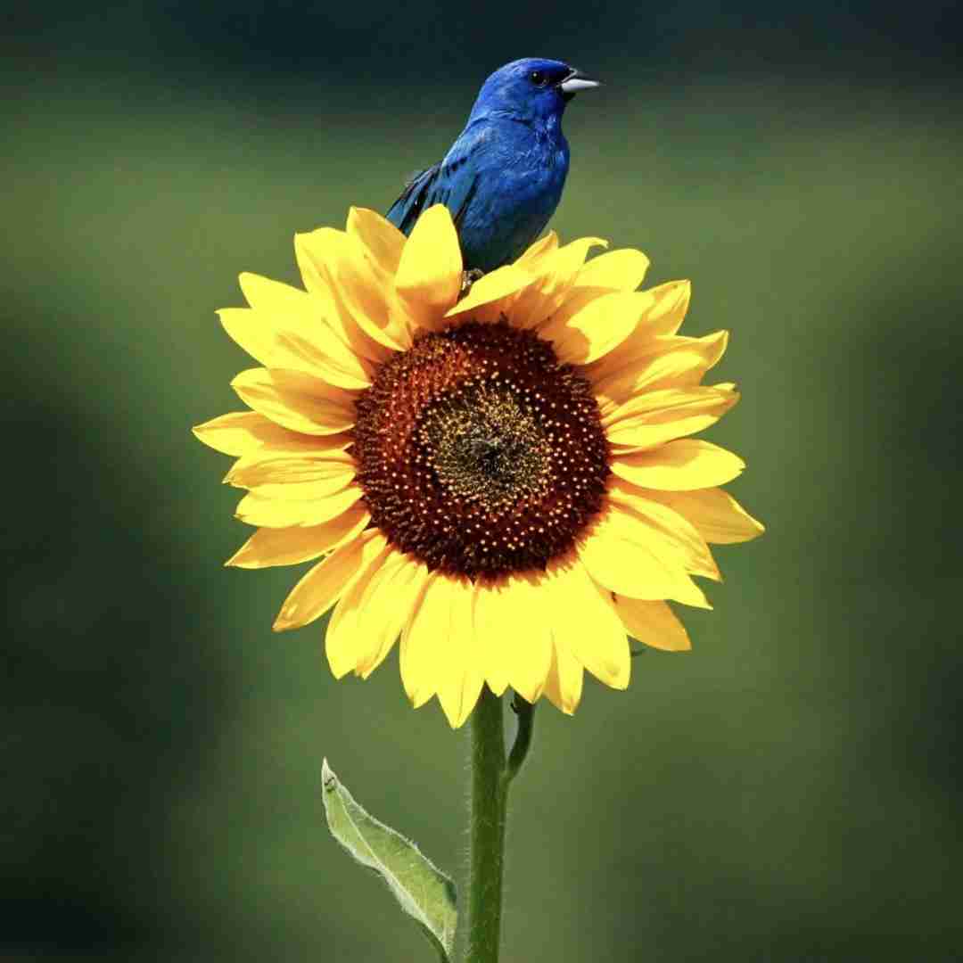 دانلود آهنگ چیدنت قشنگ تر از نوت همه ملودیا