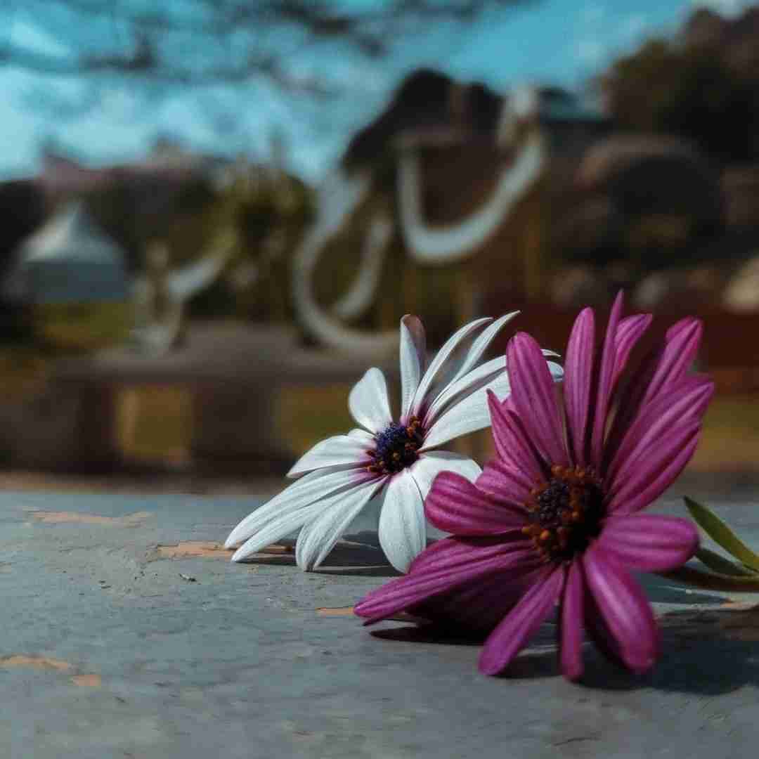 دانلود آهنگ بده به این لاو بده به این کاپ