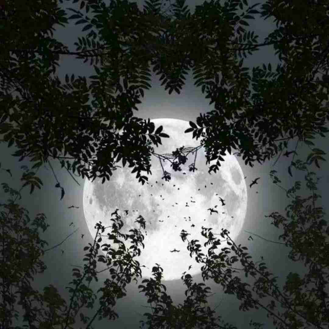 دانلود آهنگ چنگ دل آهنگ دلکش میزند ناله ی عشق است اینستایی ای کافی 