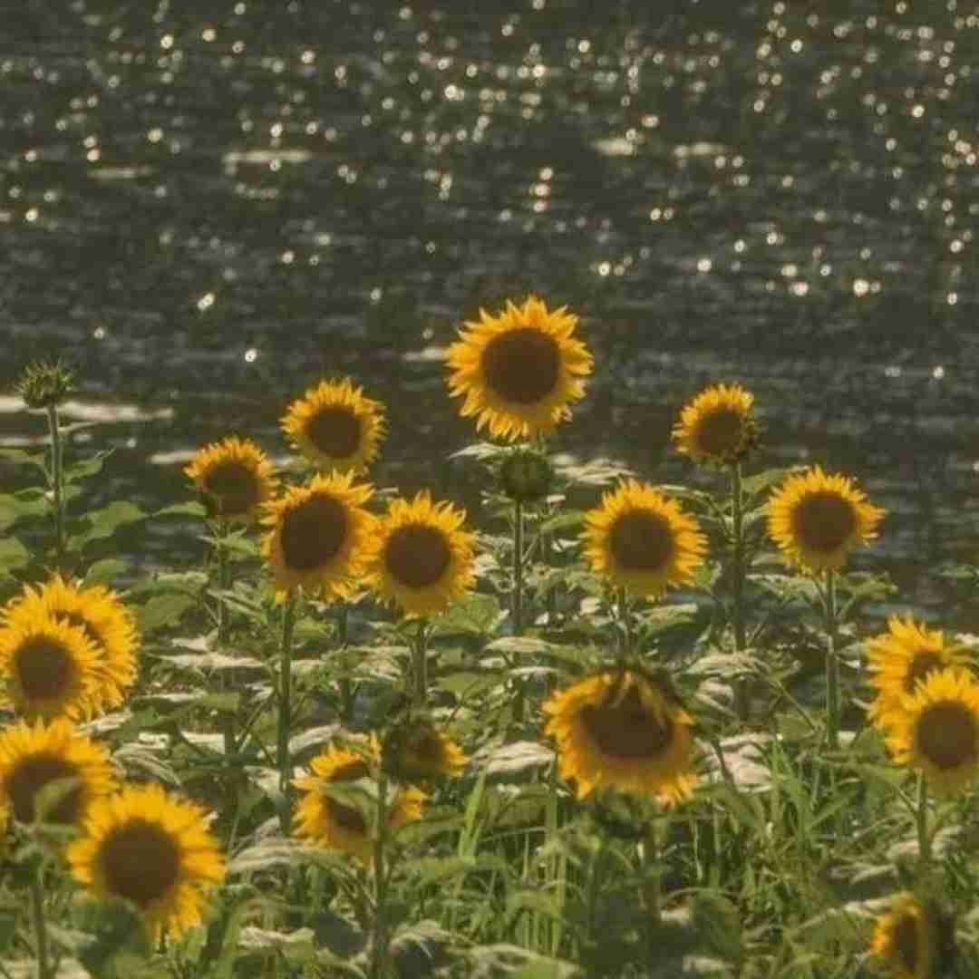 دانلود آهنگ چرا واسه نجات بقیه فرشته باشم وقتی هیچکس دلش 