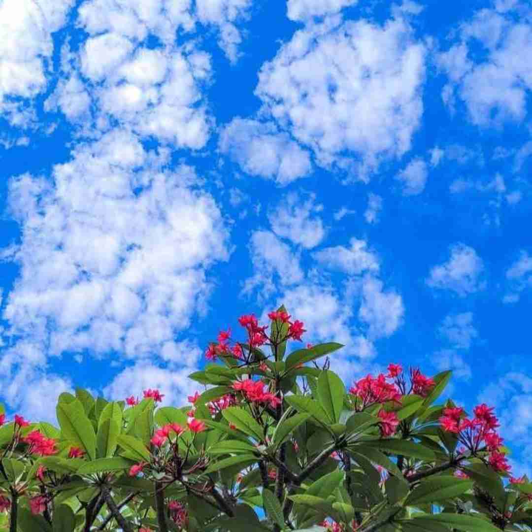 دانلود آهنگ ای شاخه ی پر گل قشنگم چرا تو رو میبینم سرخ میشه رنگم