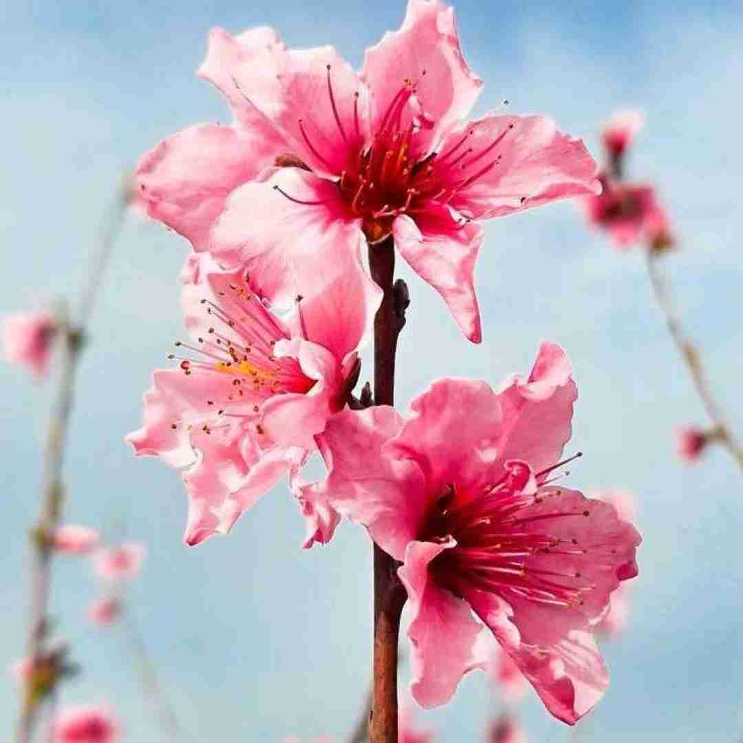 دانلود آهنگ اگه بام شر داری باس بری شهرداری چون گانی نداری (ترند اینستایی)