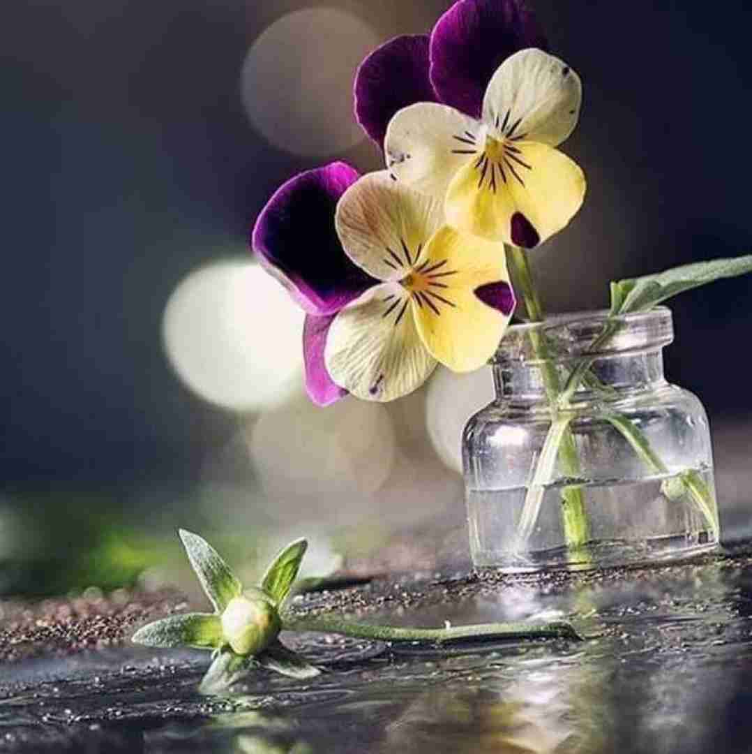 دانلود آهنگ ﺑﻰ تو ﻣﻴﻤﻴﺮم ای داد ﺑﺮی دﻳﻮوﻧﻢ ای وای