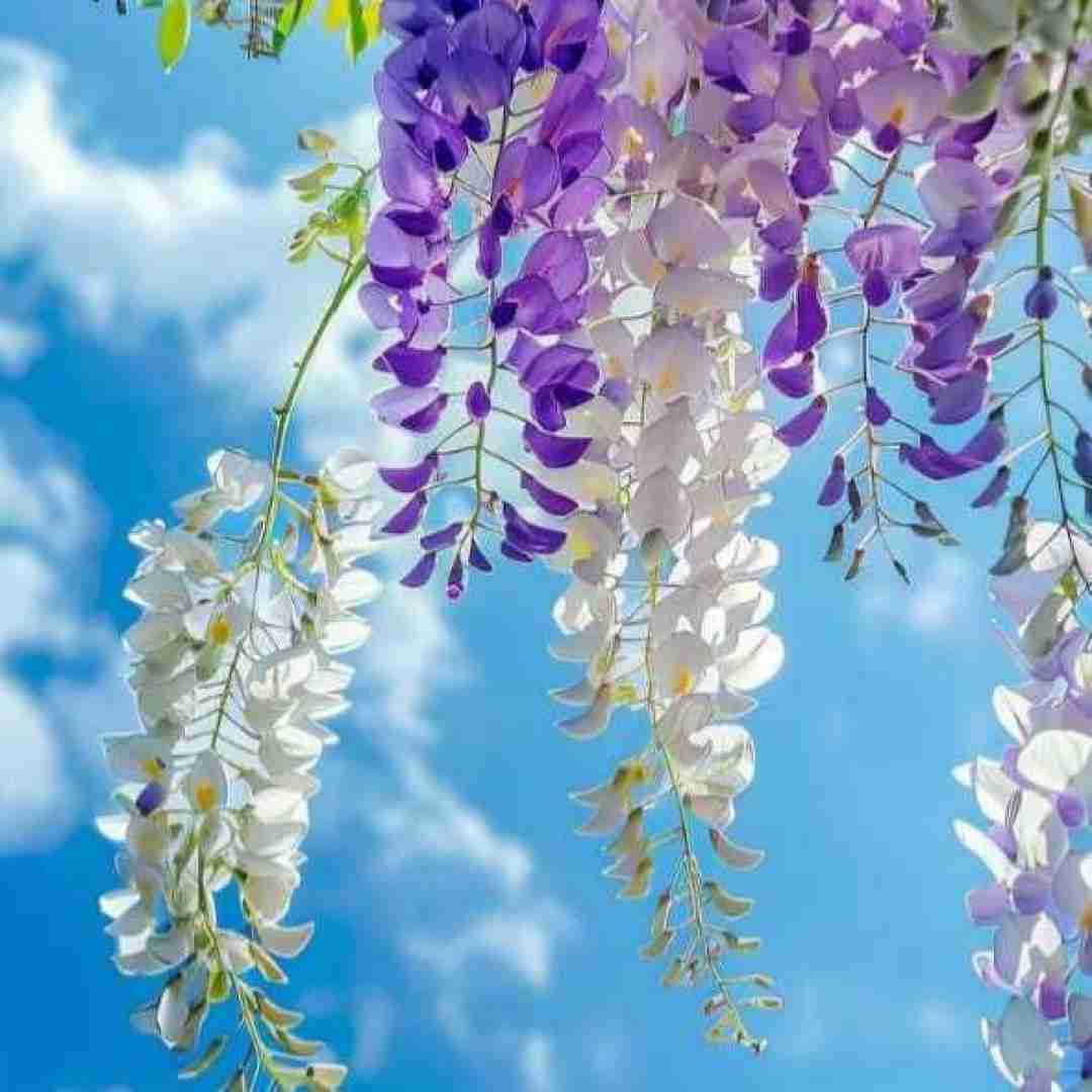 دانلود آهنگ بدرود عزیزم تا یه دیدار دوباره