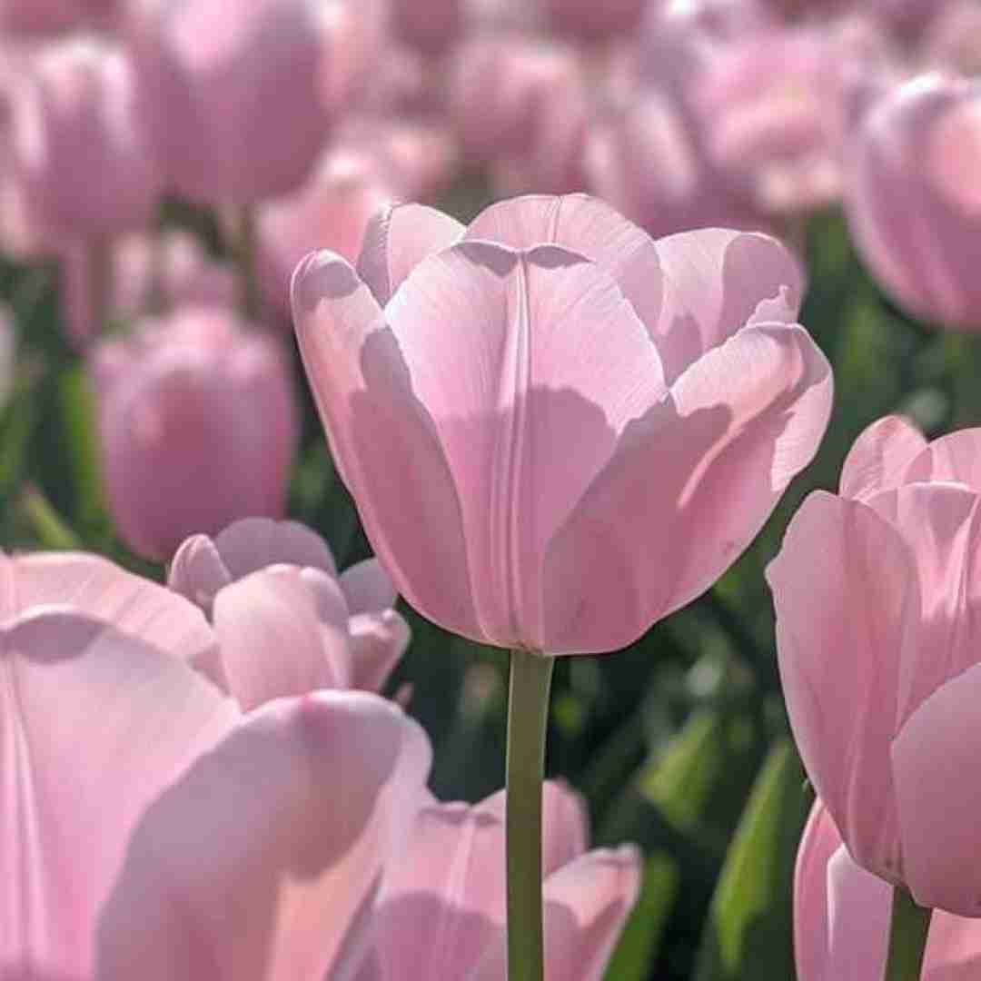 دانلود آهنگ یه جایی توی قلبت هست یه روزی خونه ی من بود