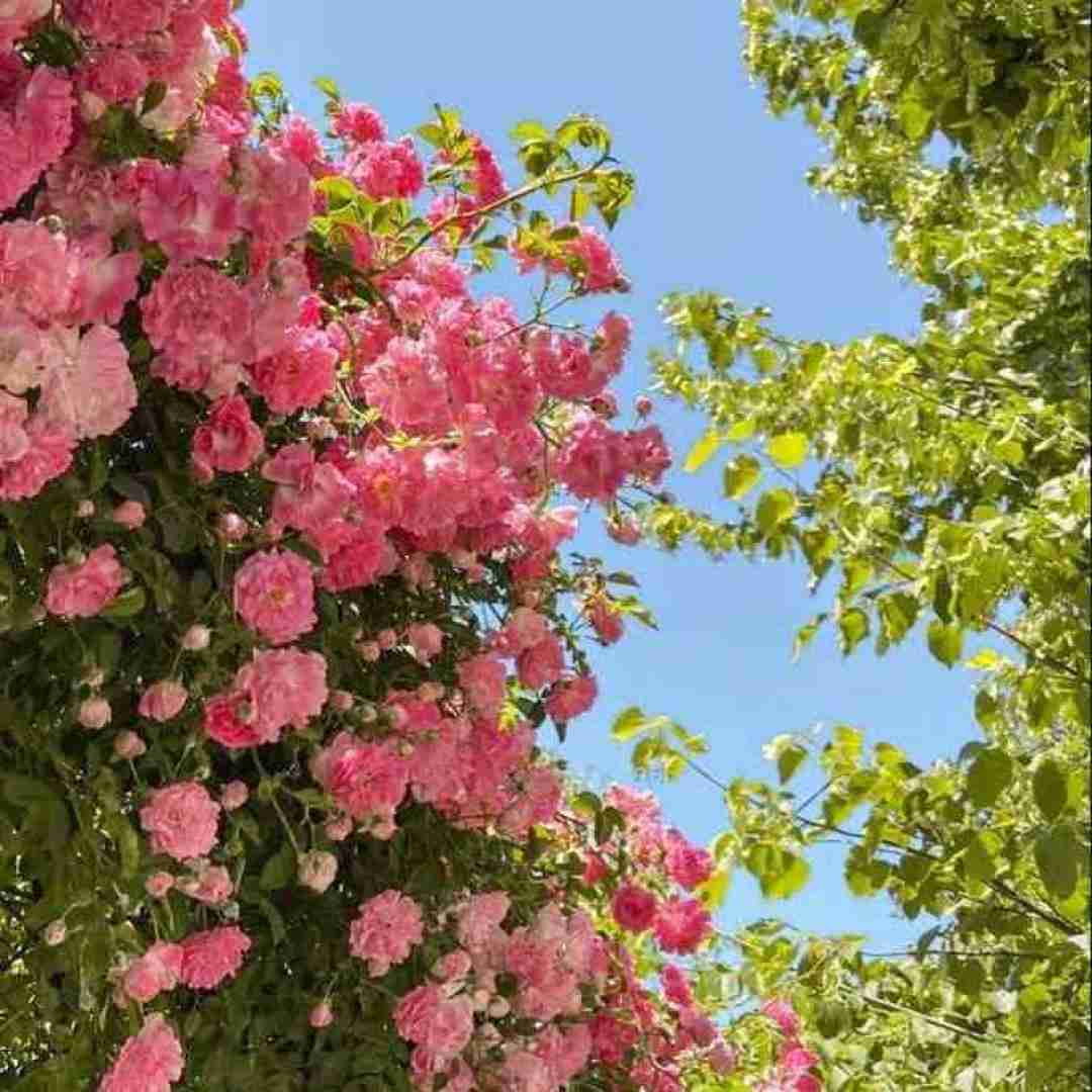 دانلود آهنگ زلف بر باد مده تا ندهی بر بادم (هوش مصنوعی)