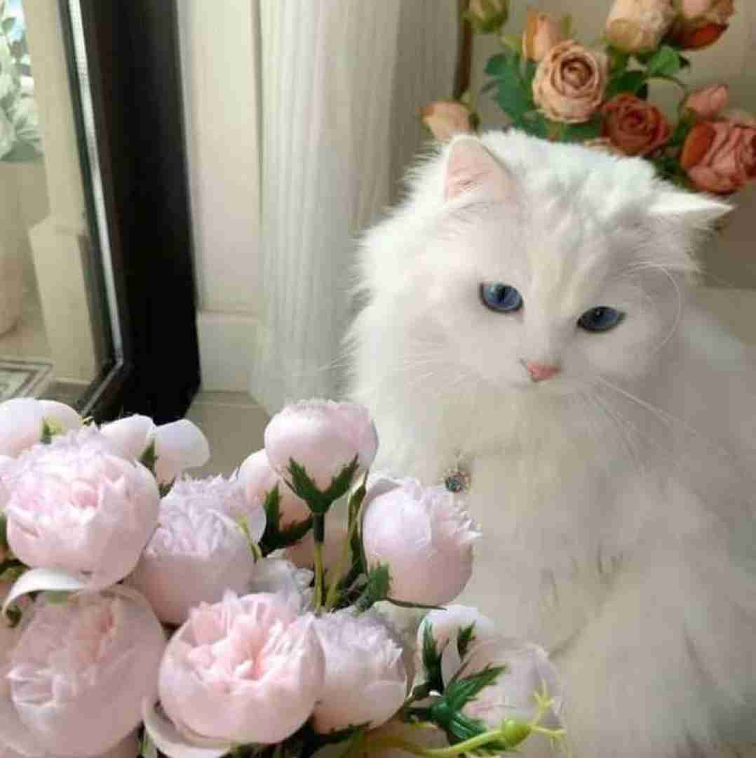 دانلود آهنگ ای جان ای جان از کجای کیهان در قالب انسان اومدی 