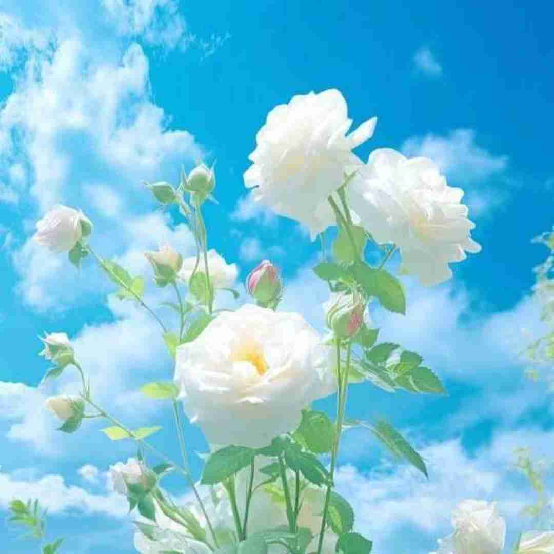 دانلود آهنگ واسه آشتی با تو از راه دراز اومدم با صدای زن