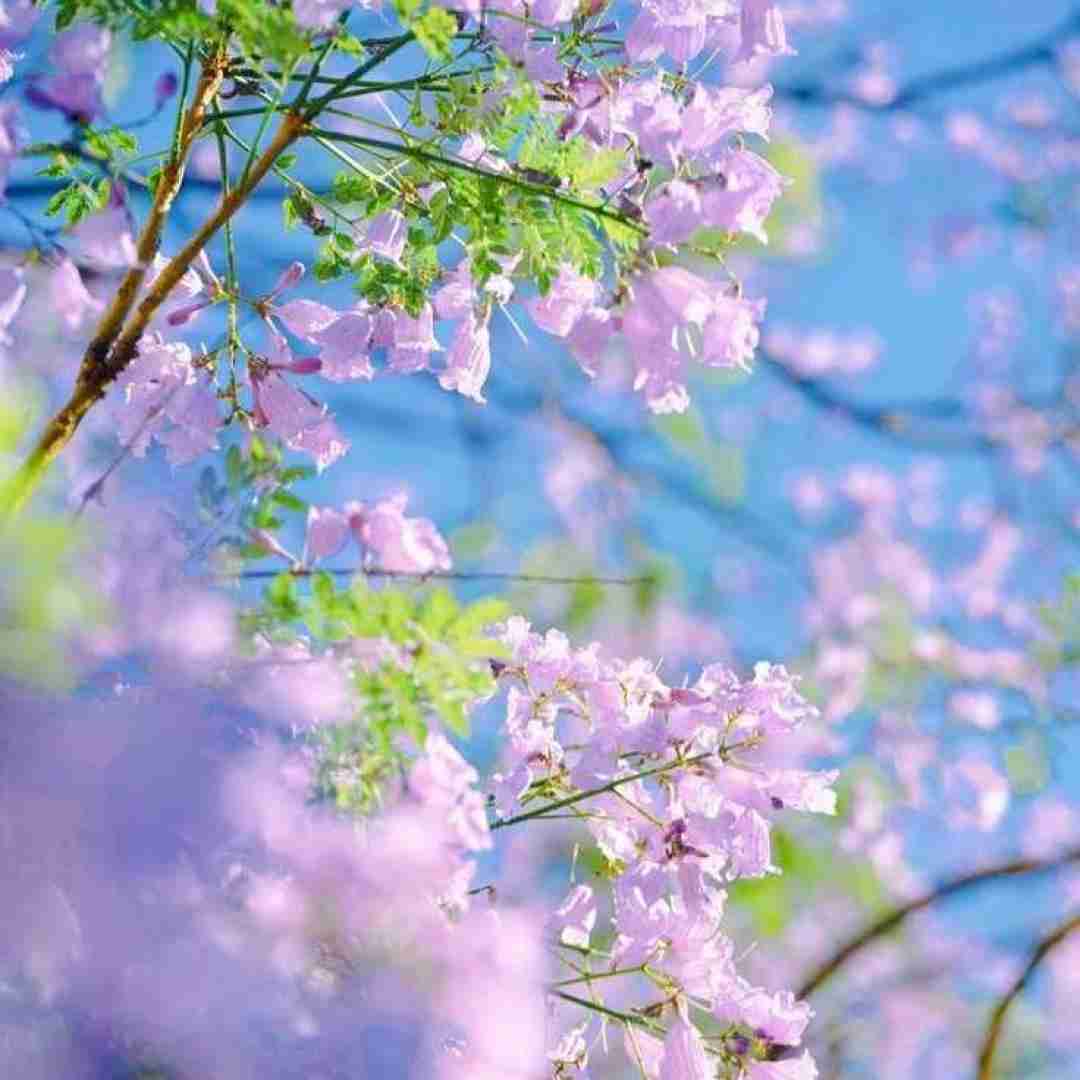 دانلود آهنگ دوای دردم تموم صبرم نشد ببخشم عزیزم