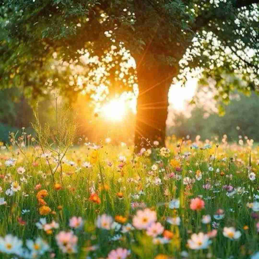 دانلود آهنگ بدو عمان مرسیدس 4 نسوان