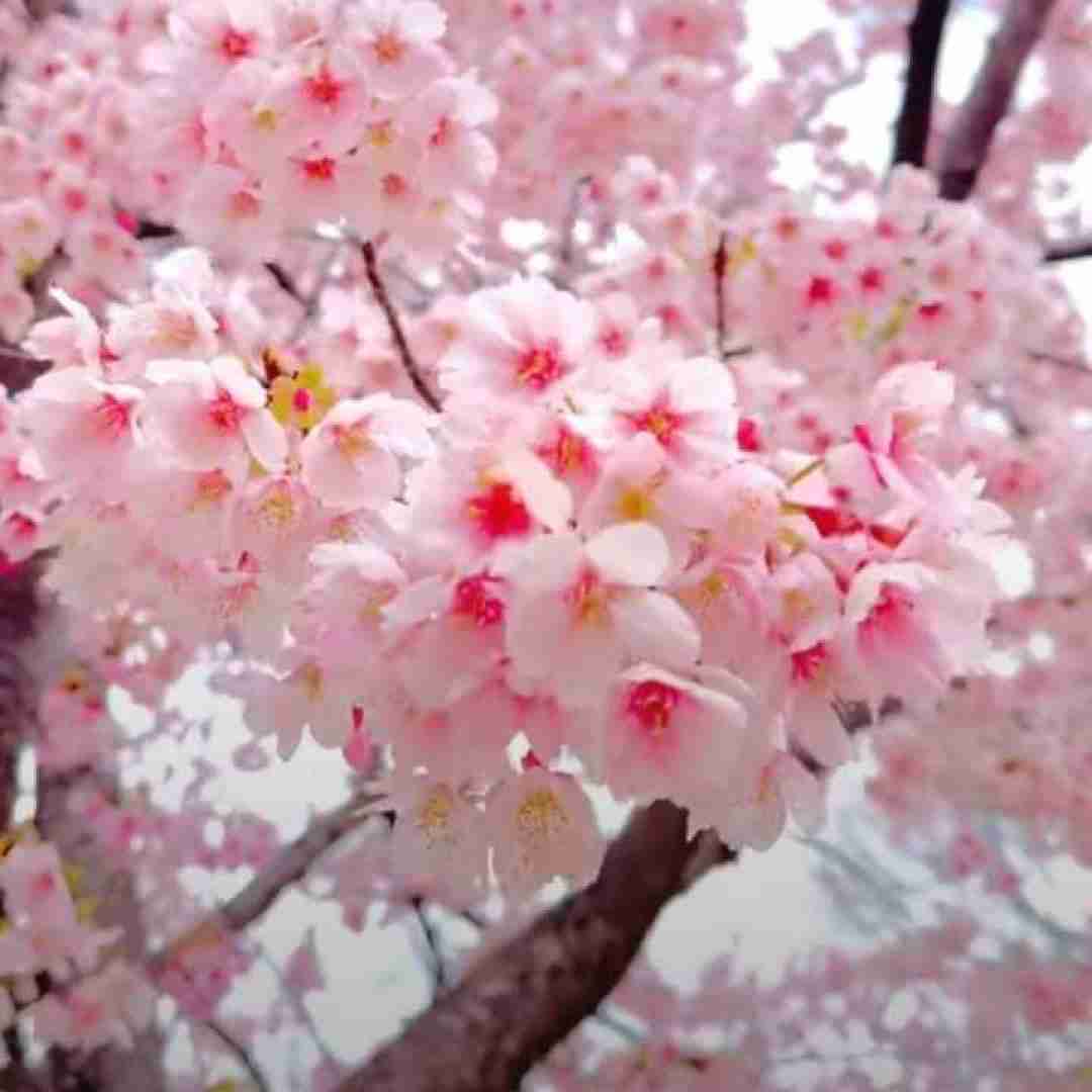 دانلود آهنگ سیمین بری گل پیکری آری از ماه زیباتری با صدای دختر