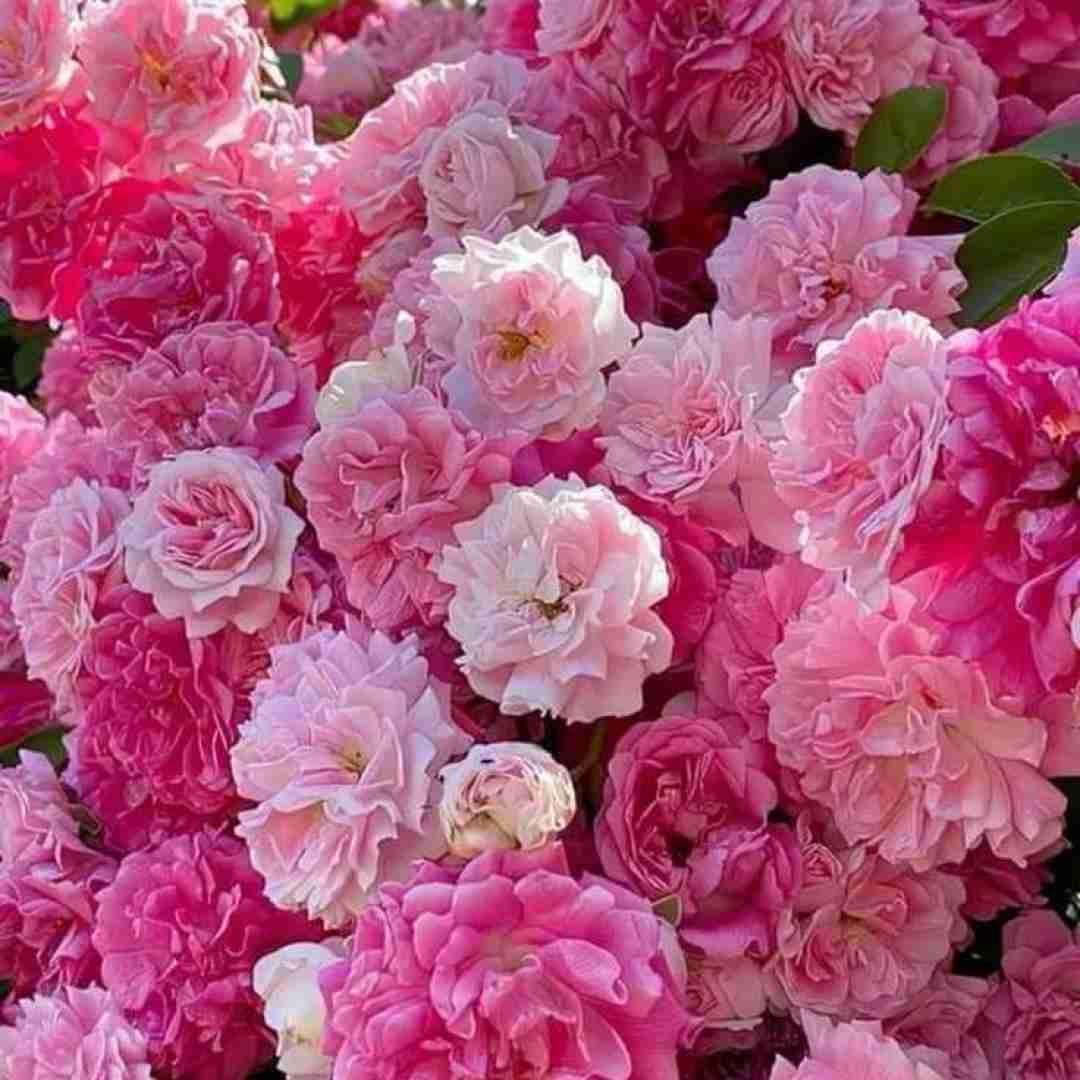 دانلود آهنگ من شک دارم به شادیای شما (میکس اینستایی)