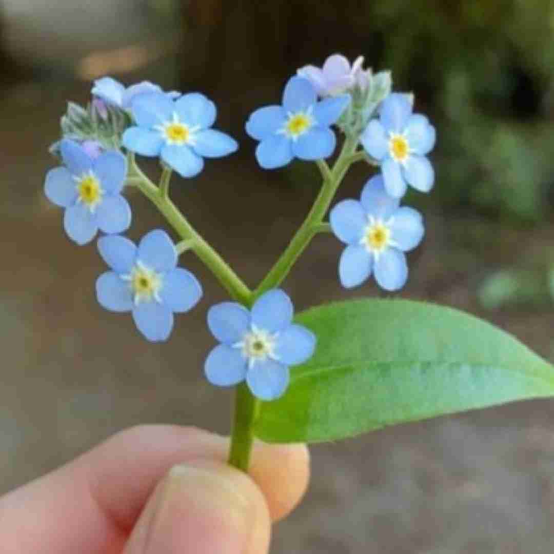 دانلود آهنگ ترکی عاشقم من دنیای من تویی تو با صدای دختر