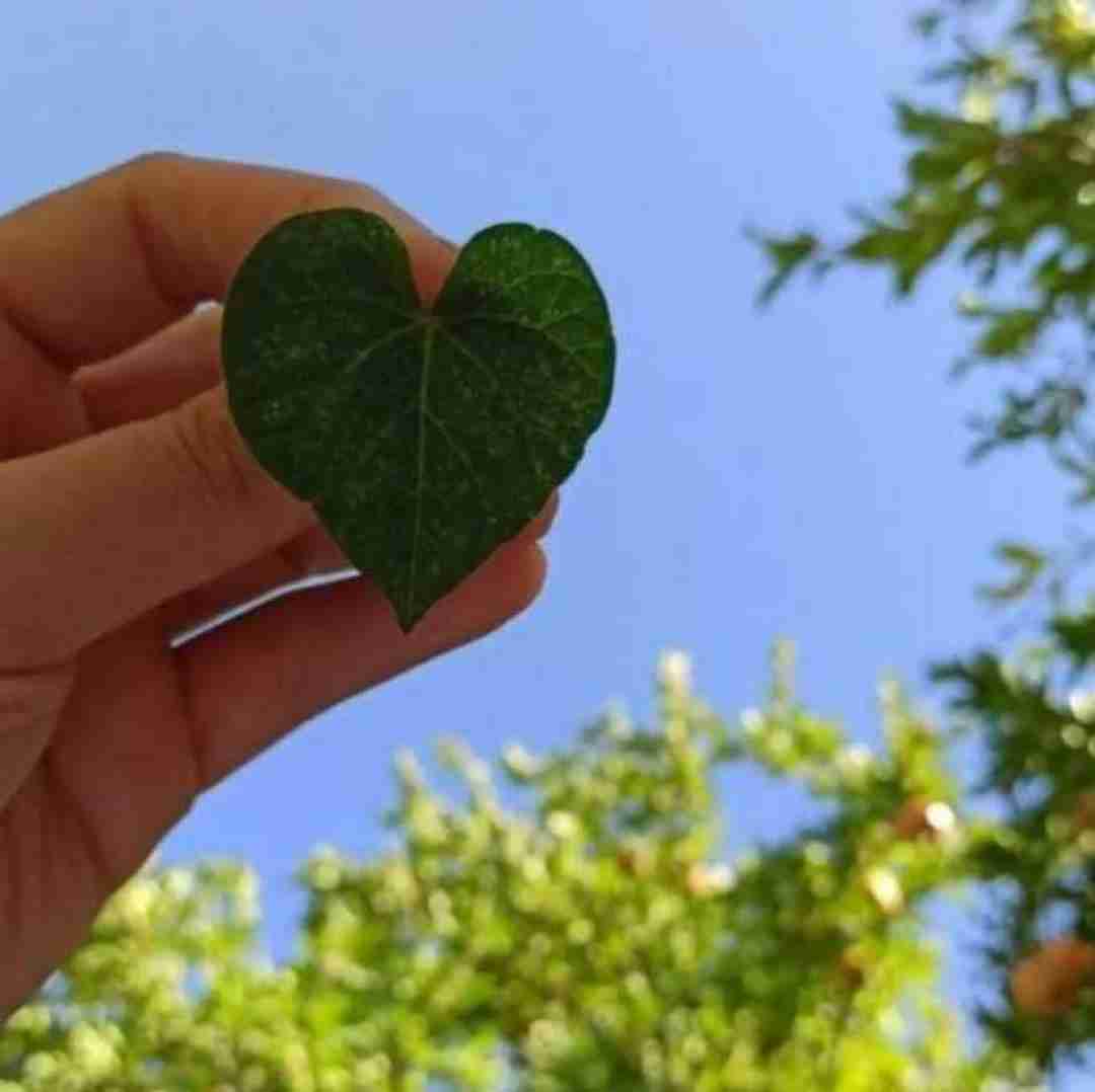 دانلود آهنگ قطار قطار مورچه راه افتادن تو کوچه با صدای بچه 