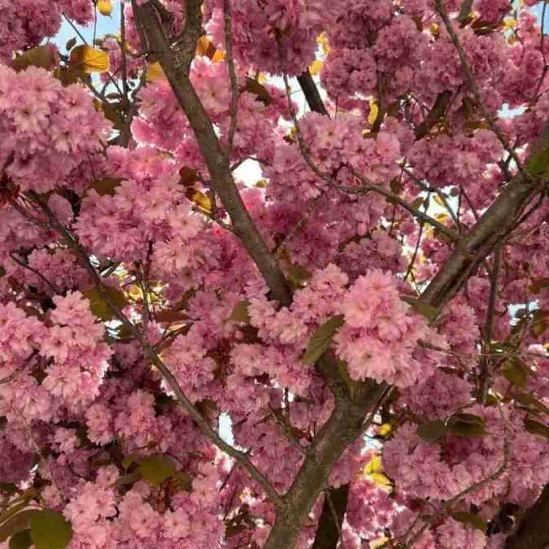 دانلود آهنگ عطسه میکنم بم میگه مسریه میگم کوک زدم