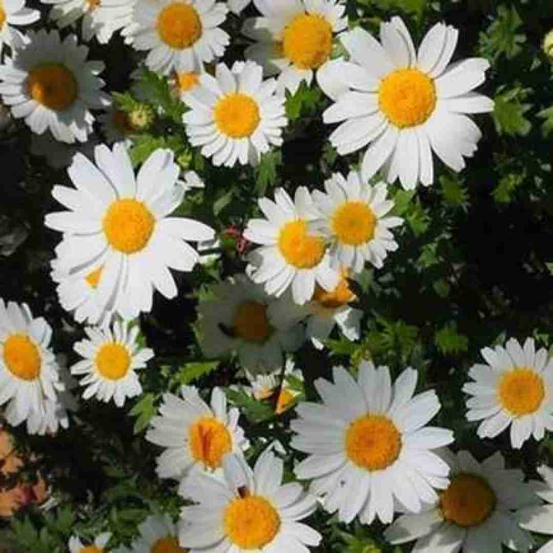 دانلود آهنگ اون که رسونده به همه خودش نمیرسه منم