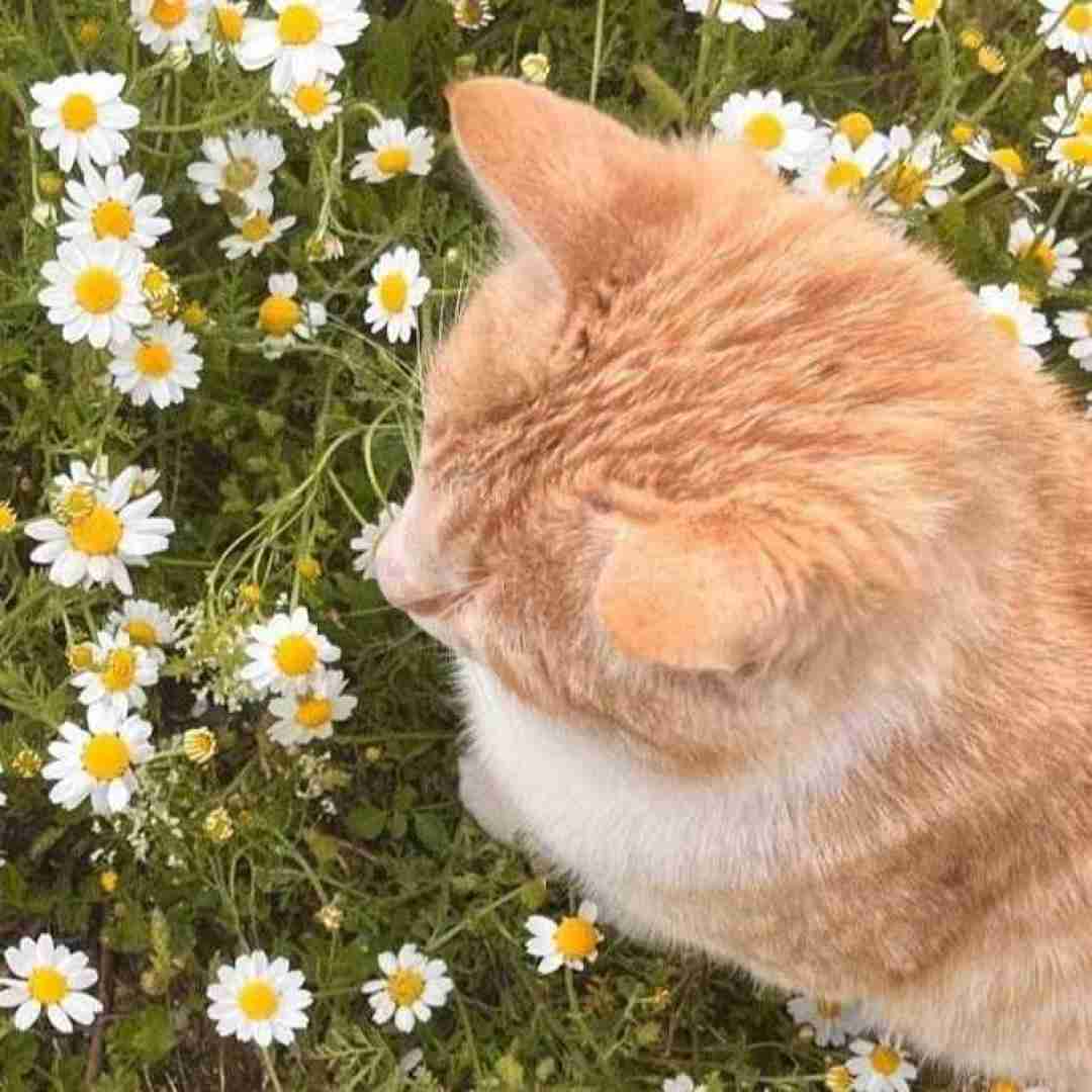 دانلود آهنگ با تو یک عمر گرفتاری و بی پولی را با صدای زن اینستایی