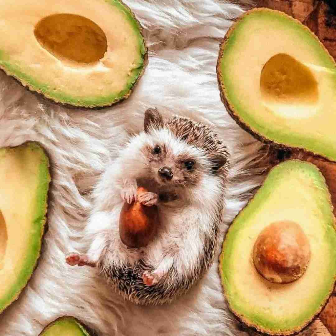 دانلود آهنگ حاجی فکر کردم نمیخوای همشو کشیدم 