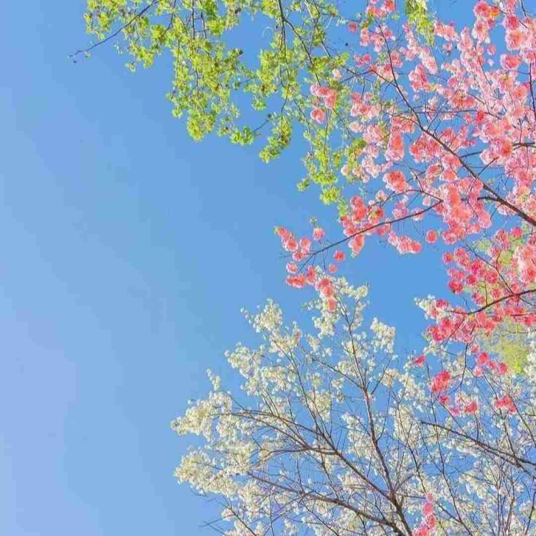 دانلود آهنگ بیستوومه سنا برزنجه