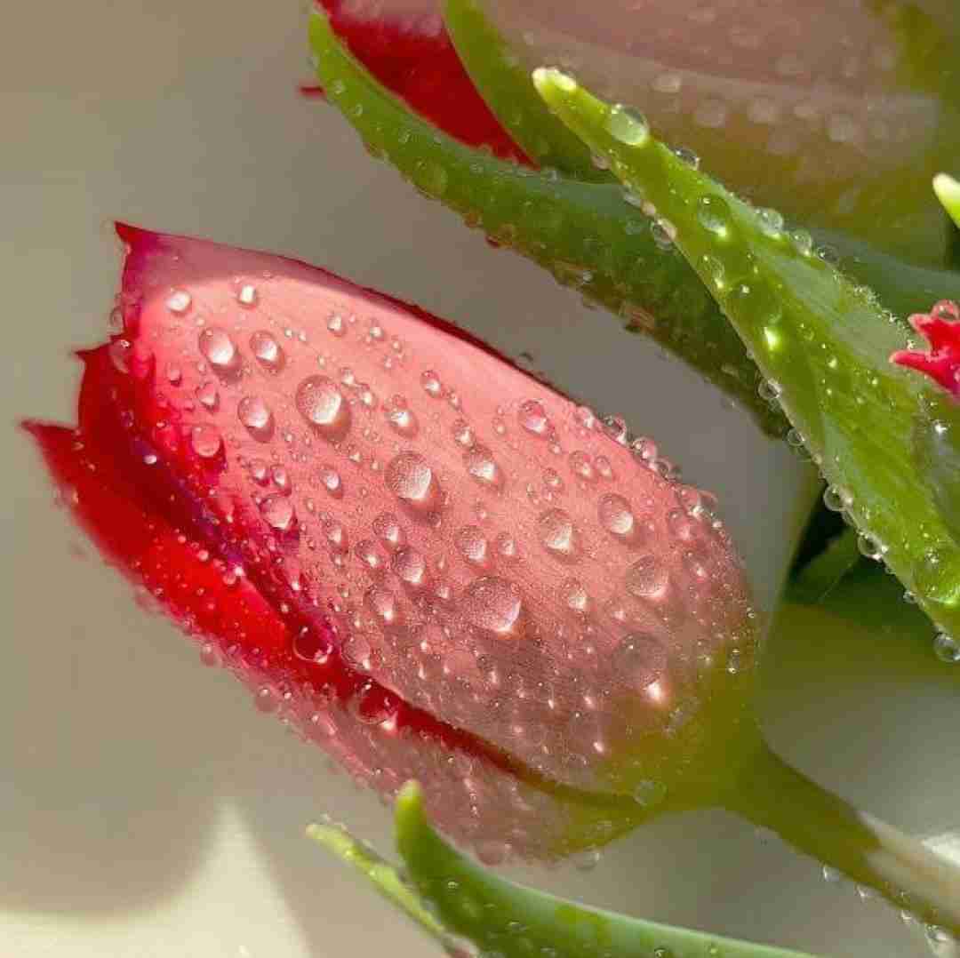 دانلود آهنگ برگ ریزونای پاییز کی چشم به رات نشسته 