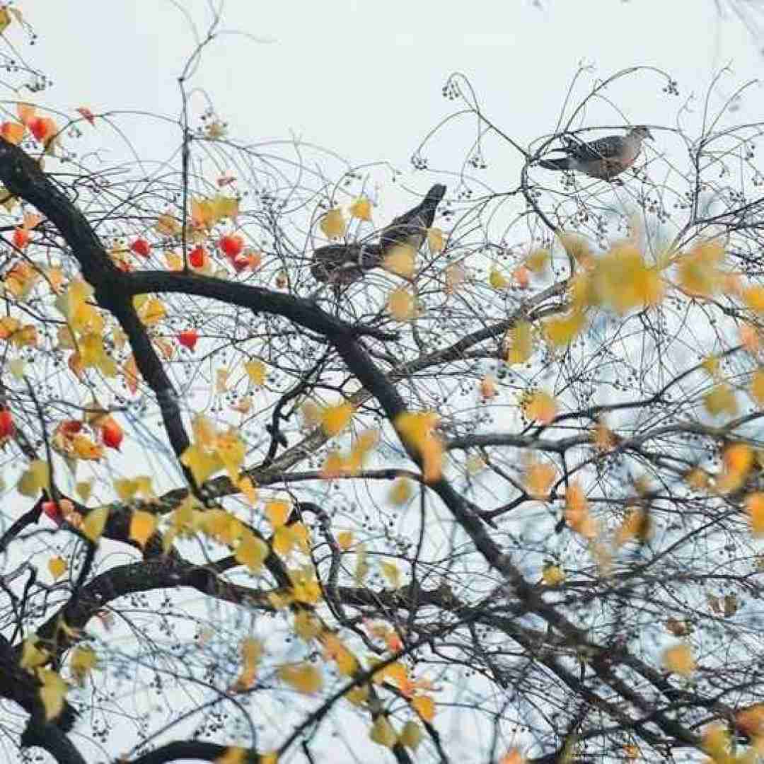 دانلود آهنگ از تراس بپریم آنتن ندیم محاله پلیس بیاد 