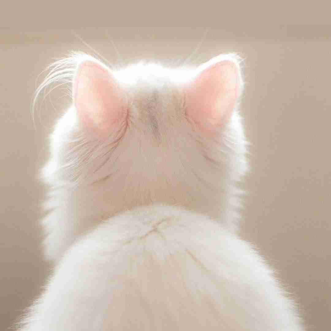 دانلود آهنگ شبای جوونی چه بی اعتباره 