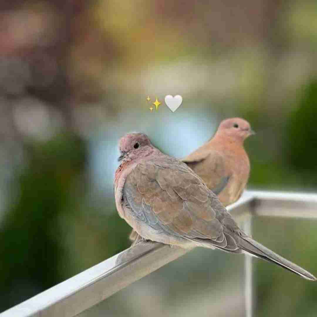 دانلود آهنگ الو‌ تو‌ آب کردم شنا میام روی شنا 