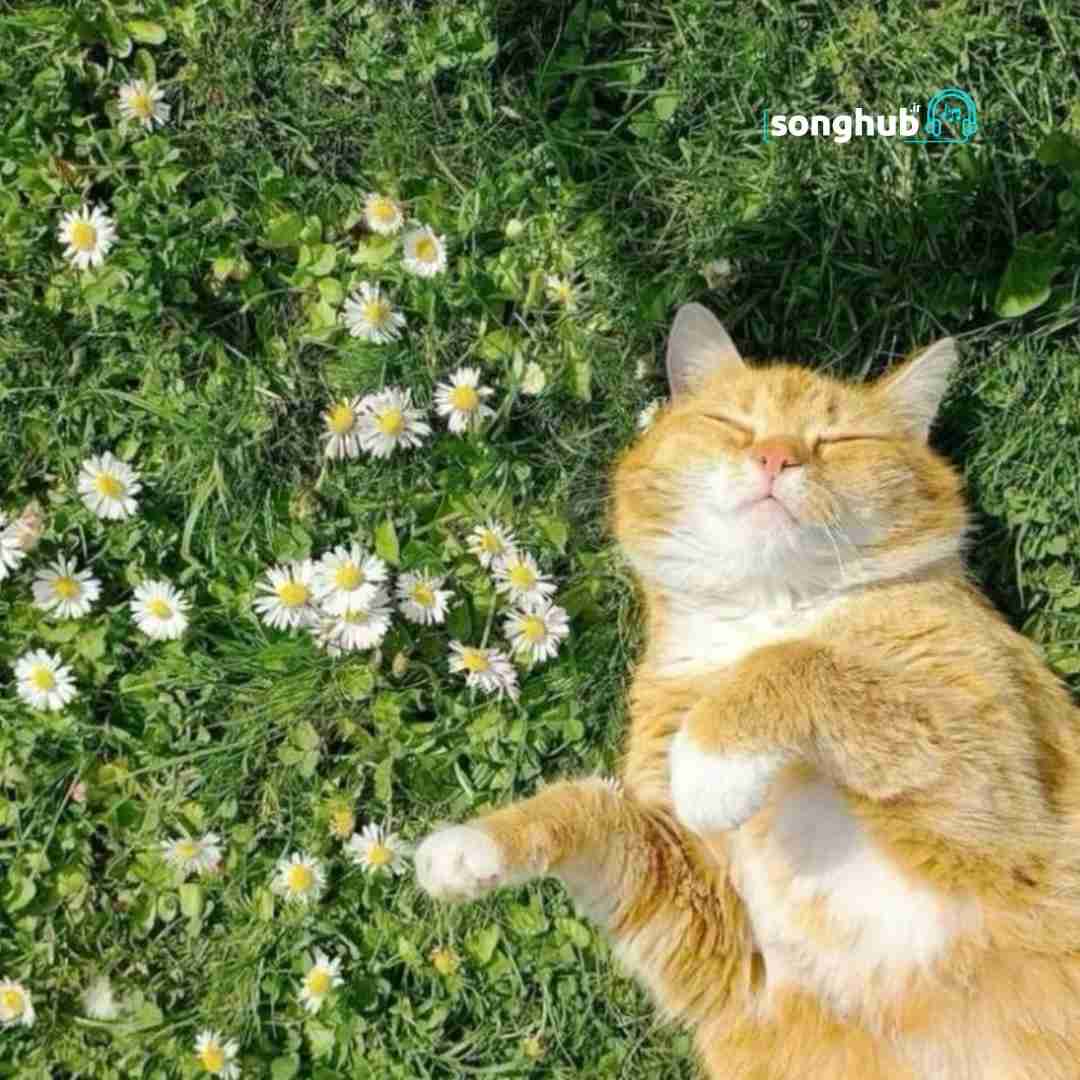 دانلود آهنگ بعد تو رفیق شدم من با همه دردام 