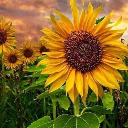 دانلود آهنگ چشات خط فیلیپینی شاید امشب عروس شی همگی باهم