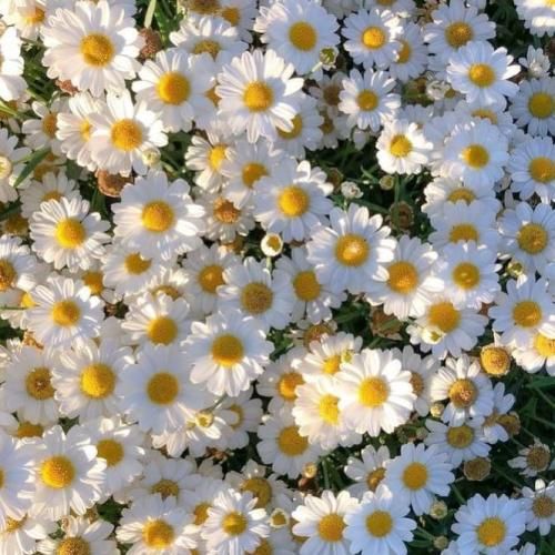 دانلود آهنگ پر یه درمو دونم دردمه دونی میکس اینستایی