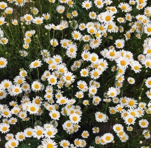 دانلود آهنگ من دلم بارونو خواست بارون دلم خواست ریمیکس