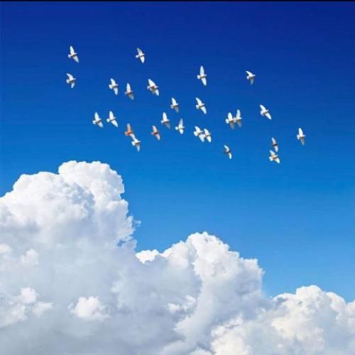 دانلود آهنگ خون ارغوانها فریبرز سلیمی